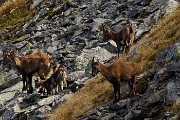 47 Famigliole di camosci ci osservano